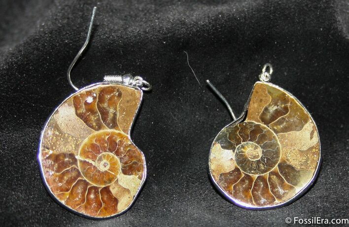 Ammonite Earrings #1096